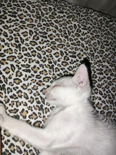 Doa-se gatinho macho 