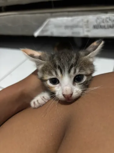 gatinhas para adoção