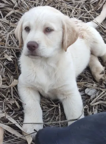 Albino - Caramelo machinho - labrador