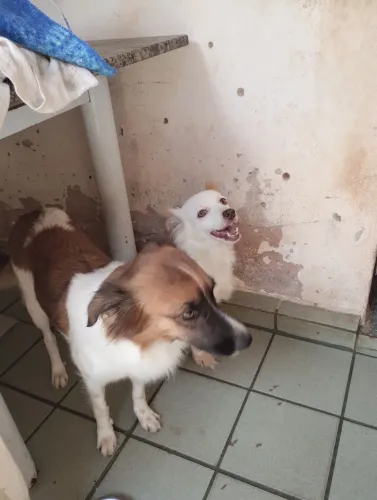 Doação de cachorras NINA E BELINHA