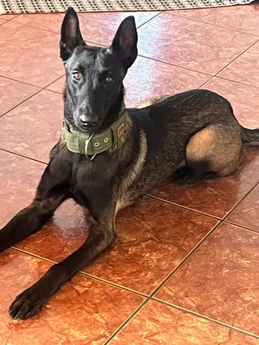 Pastor belga malinois de trabalho