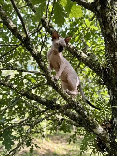 Sphynx fêmea