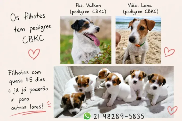 Filhote de Jack Russel - Pedigree CBKC