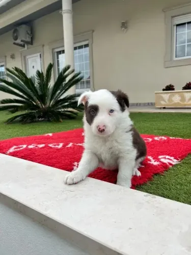 Border Collie Chocolate/Bluemerle/Redmerle - Assistencia veterinaria gratuita