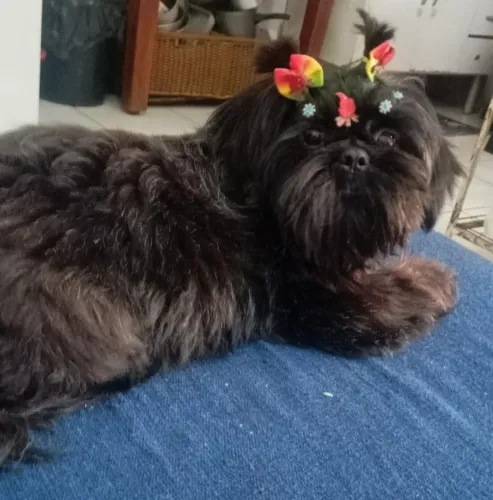 Shihtzu fêmea 11 meses