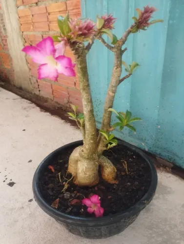Rosa do Deserto
