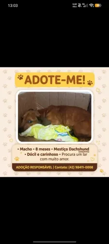 Doação filhote Dachshund