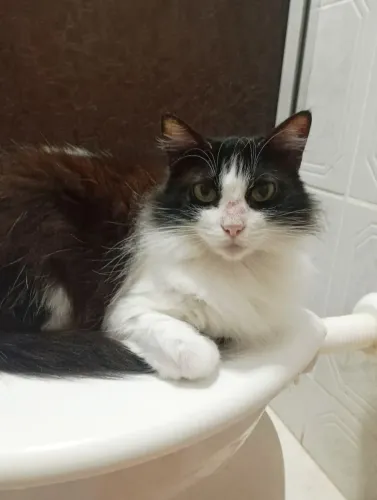 Lindas gatas para adoção responsavel