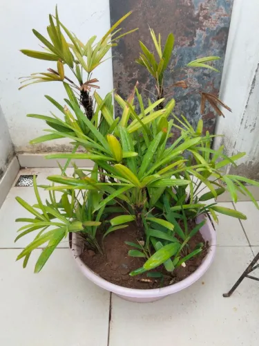 Vendo plantas