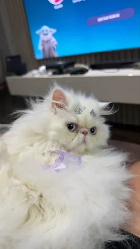 Procura-se NAMORADO para gata ! Pode ser Scottish fold ou persa