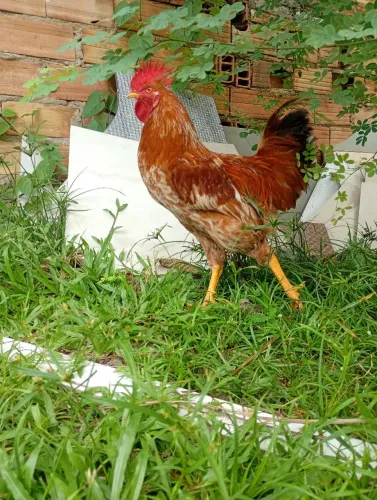 Galo caipira