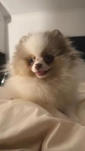 VENDO LULU DA POMERANIA
