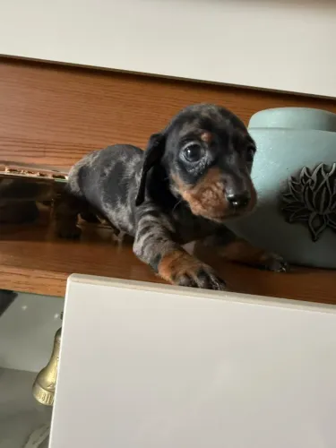 Basset Dachshund encantador esperando seu novo lar