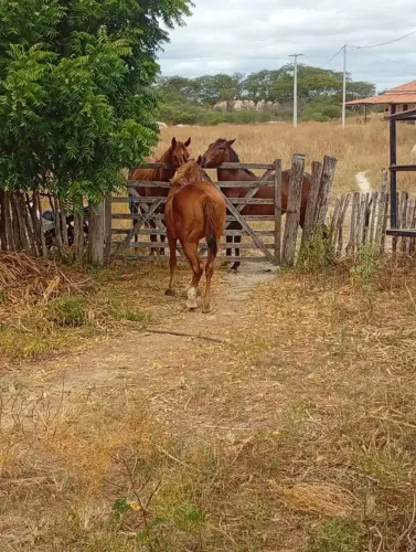 Cavalo de direita