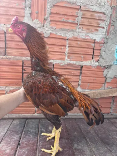 Frangos indianos