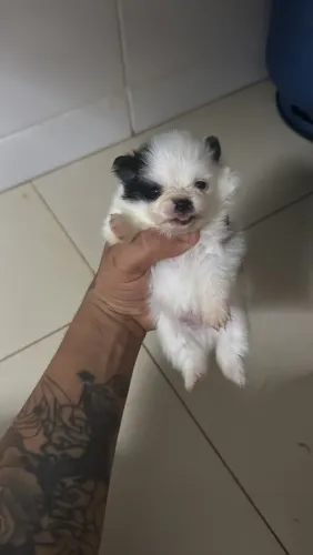 Lulu da Pomerânia