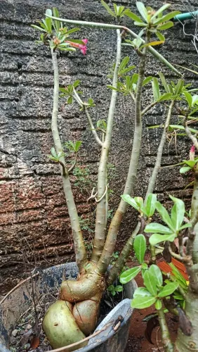 Rosa do deserto