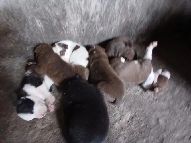 Cachorro Pitbull não puro mãe Pitbull pai misto