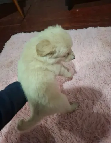 Golden Retriever filhote a venda