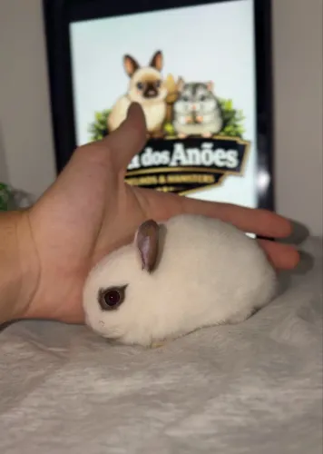 Mini coelho anão netherland dwarf