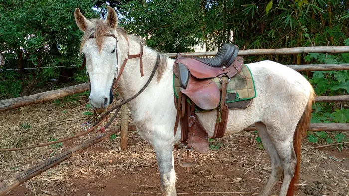 Vendo cavalo novo macha batida 
