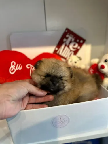 Spitz perfeita e linda