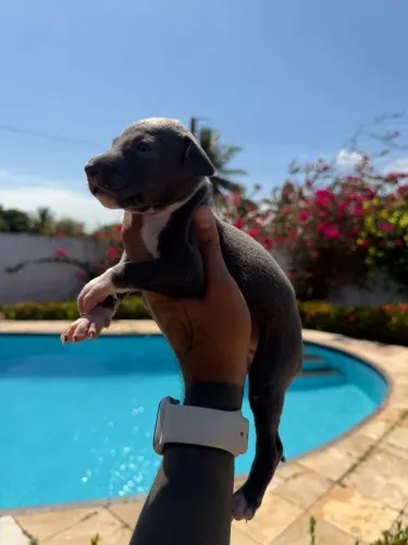 FILHOTES DE GALGO ITALIANO DISPONÍVEIS ?