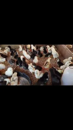 Pintinhos caipira