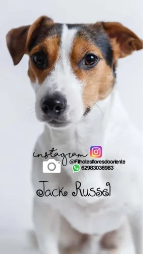 Jack russel Insta gram @filhotesfloresdooriente