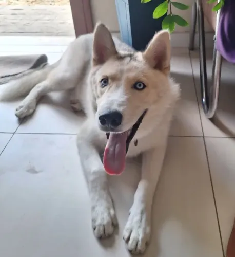 Doação cachorro husky siberiano