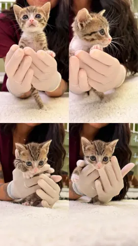 Adoção responsável gata filhote 