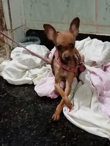 R$600 fêmea 7meses