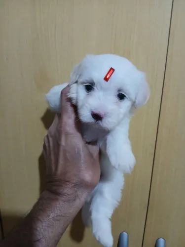 Maltês categoria cão de luxo