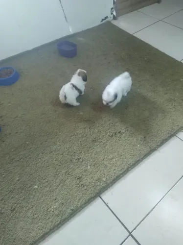 Filhotes de shih Tzu machos e fêmeas