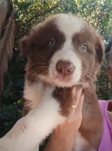 Border collie inteligente e lindo