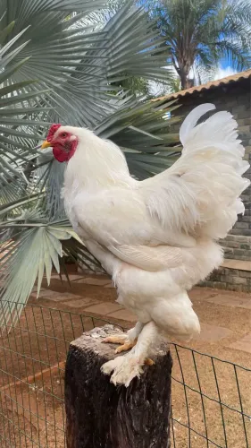 Galinha Brahma Gigante Europeia