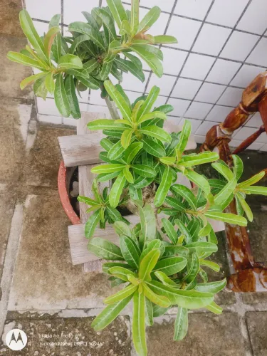 vaso grande de cimento para plantas