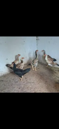 Vendo galinhas caipiras!!!