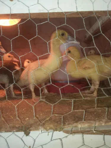 Filhotes de pato