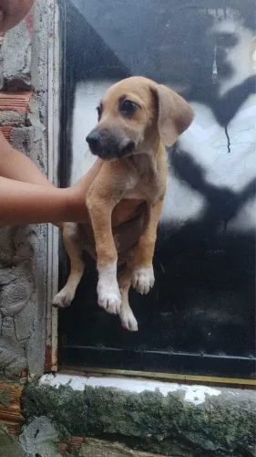 Lindos cachorrinhos a procura de um lar