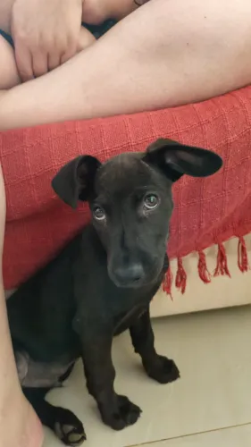 ? Filhote para adoção - cachorro macho