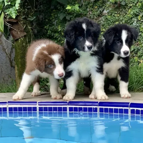 Border collie a raça mais inteligente