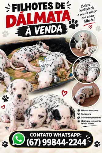 dálmata