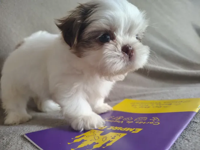Shih Tzu filhote puro /pequeno mini padrão