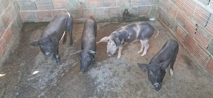 VENDO LEITÕES CAIPIRA