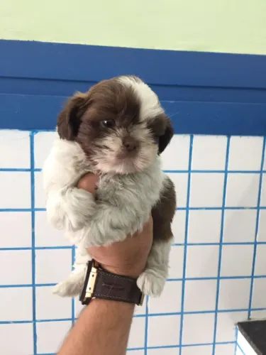 Filhotes de Shih Tzu com Garantia de Saúde e Contrato