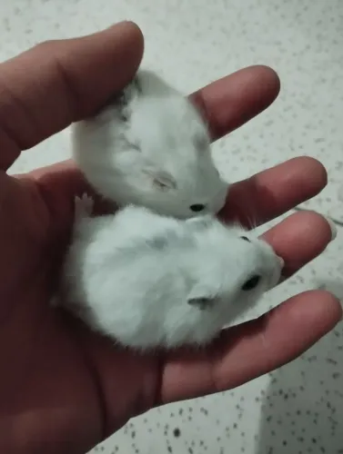 2 Filhotes Hamster Anão Russo Brancos O Par R$100 SP