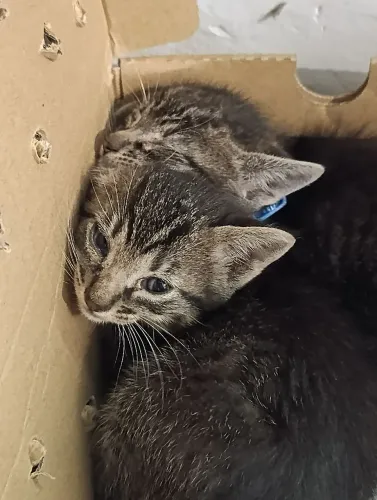 Adoção filhote de gato