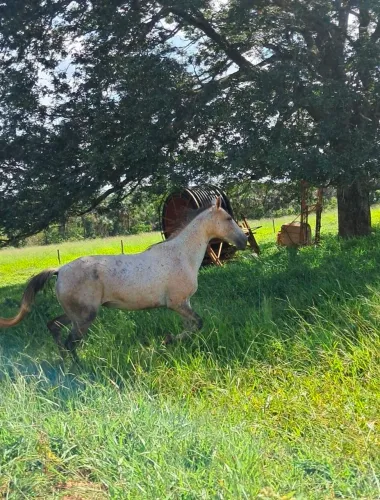 Cavalo quarto de milha trote usar freio pesado excelente pra correr e aparta gado