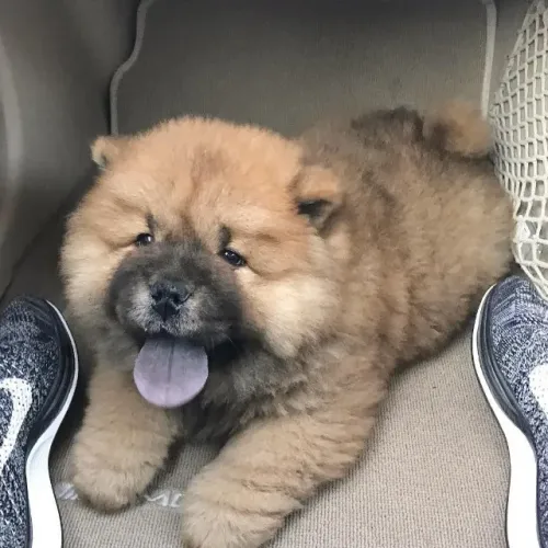 Chow chow fofo e carinhoso